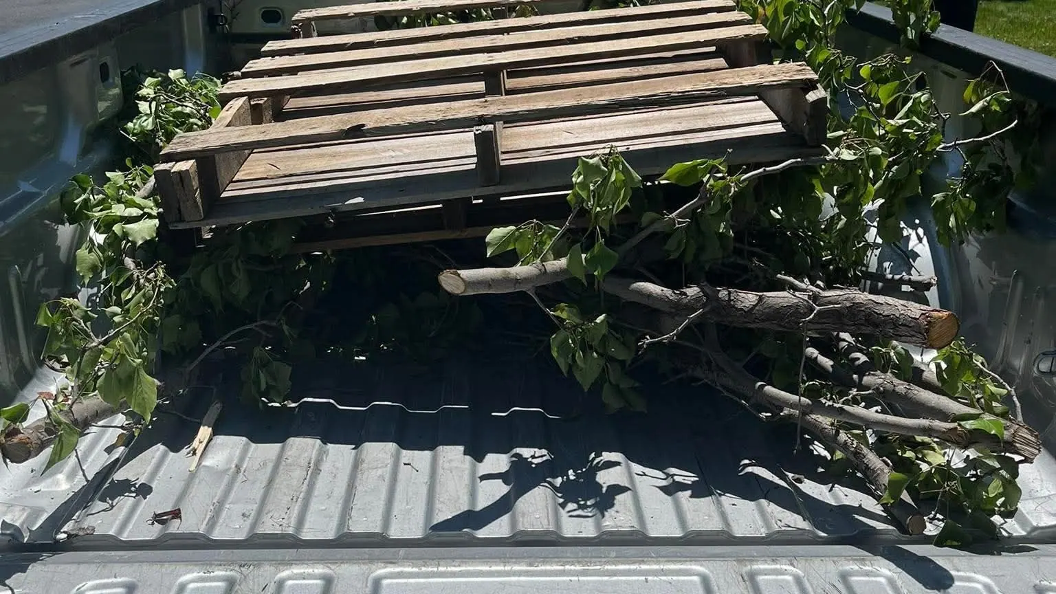 Leafy branches and a wooden pallet in the bed of a silver pickup