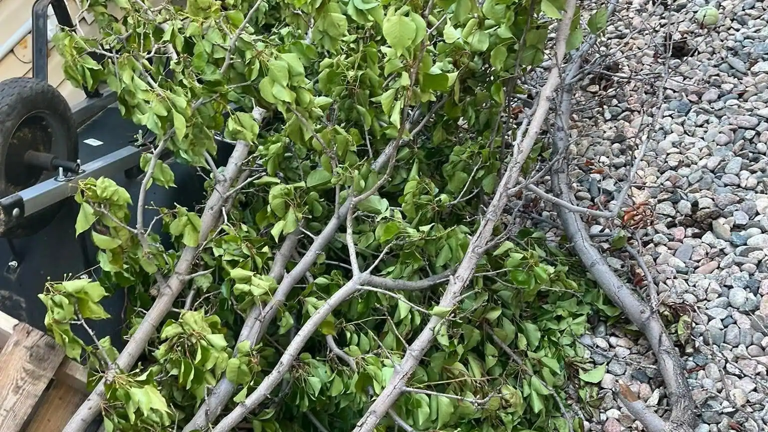 Leafy tree branches cut down and lying on a gravel side yard