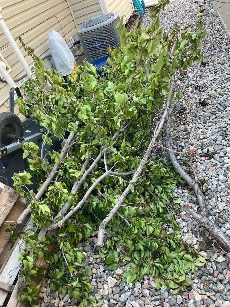 Leafy tree branches cut down and lying on a gravel side yard